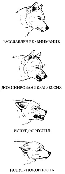 собаки с прямостоячими ушами - student2.ru
