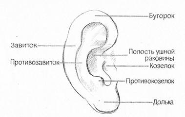 Анатомическая характеристика мышц головы человека - student2.ru