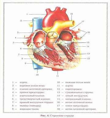 Анатомо-физиологические основы сердечно-сосудистой системы человека - student2.ru