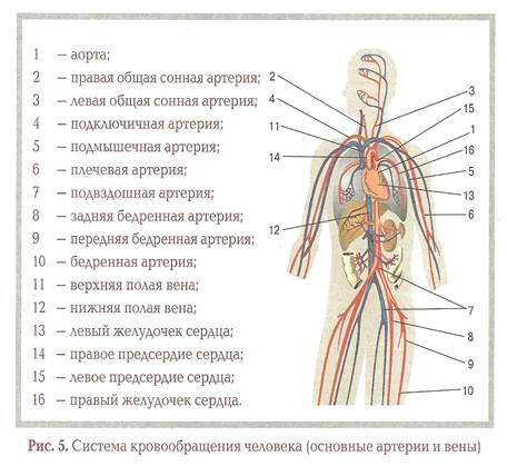 Анатомо-физиологические основы сердечно-сосудистой системы человека - student2.ru