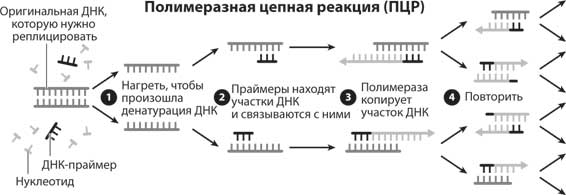 ДНК из окаменелостей, в которых не сохранилась ДНК - student2.ru