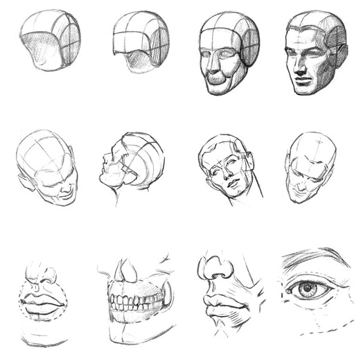 Движение головы на шееПостроение рисунка головы из частей - student2.ru