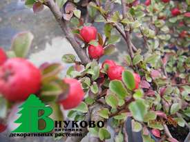 Кизильник горизонтальный (Cotoneaster horizontalis) - student2.ru