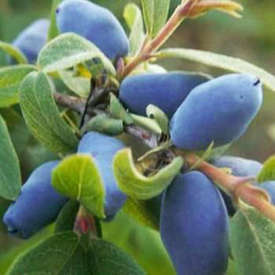 Кизильник горизонтальный (Cotoneaster horizontalis) - student2.ru