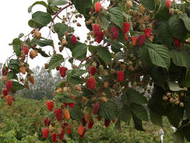 Кизильник горизонтальный (Cotoneaster horizontalis) - student2.ru