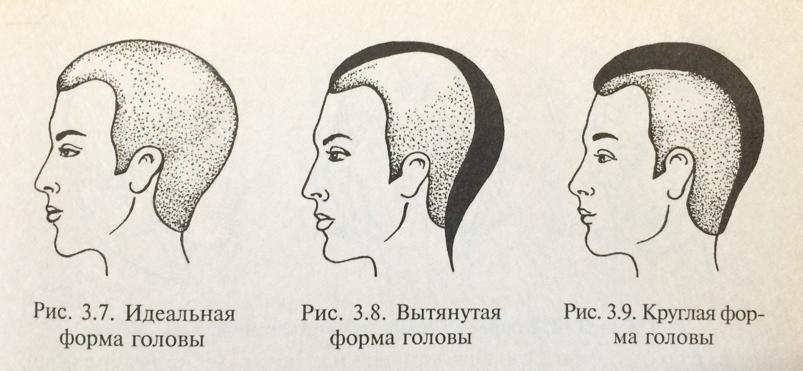 Виды затылков. Формы черепа и прически. Удлиненная форма головы. Округлая форма головы. Идеальная форма затылка.