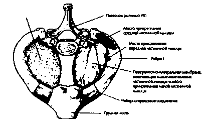 Легкие и Бронхиальное Дерево - student2.ru