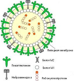 Международная система кодировки вирусов гриппа - student2.ru