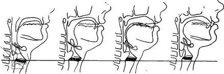 Научные данные о положении гортани во время пения - student2.ru