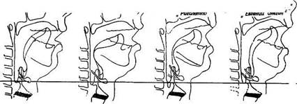 Научные данные о положении гортани во время пения - student2.ru