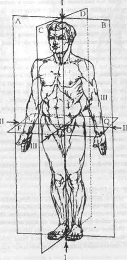 Плоскости и оси фигуры человека. Анатомическая терминология - student2.ru