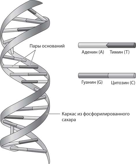 Получится ли у нас секвенировать геном вымершего вида? - student2.ru