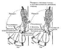 Посылы на движение с места. Остановка. Шаг и рысь - student2.ru