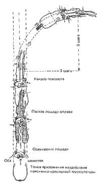 Посылы на движение с места. Остановка. Шаг и рысь - student2.ru