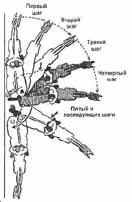 повороты на задних ногах - student2.ru