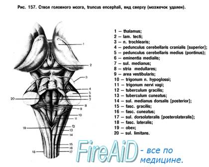 Ромбовидный мозг. Продолговатый мозг, myelencephalon, medulla oblongata. - student2.ru