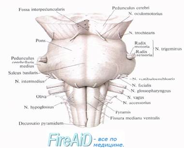 Ромбовидный мозг. Продолговатый мозг, myelencephalon, medulla oblongata. - student2.ru