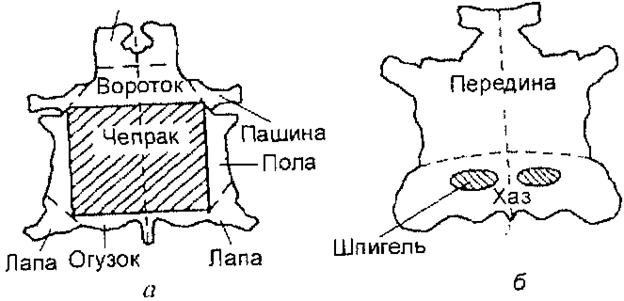 Строение и топография шкуры - student2.ru