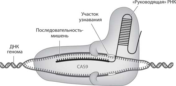 Возрождение вымерших видов с точки зрения CRISPR - student2.ru