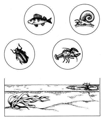 IV. Закрепление изученного материала. 1) Составить 2–3 цепи питания, сложившиеся в водоеме. - student2.ru