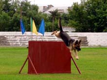 Качества собаки тестируемые ИПО в своих трех разделах - student2.ru