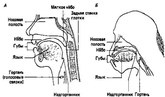 Хронологические рамки антропогенеза. 2 страница - student2.ru