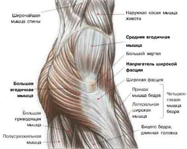 Ягодицы - самая большая мышца в теле человека. - student2.ru