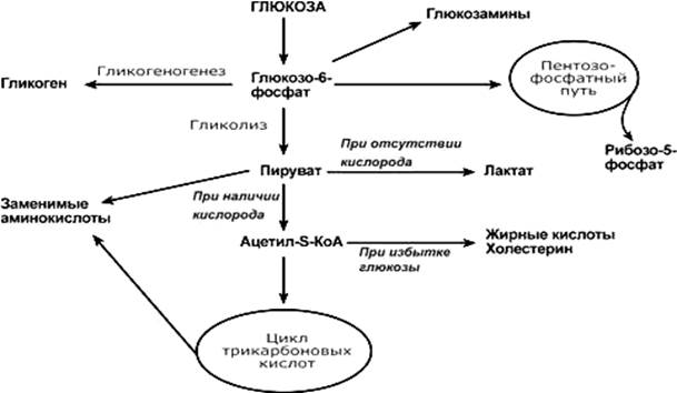 А. Фософорилирование глюкозы - student2.ru