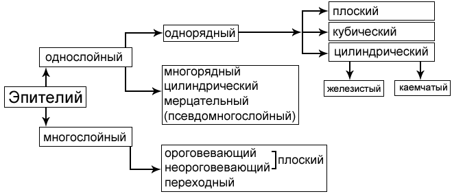 А. Особенности строения эпителиальной ткани. - student2.ru