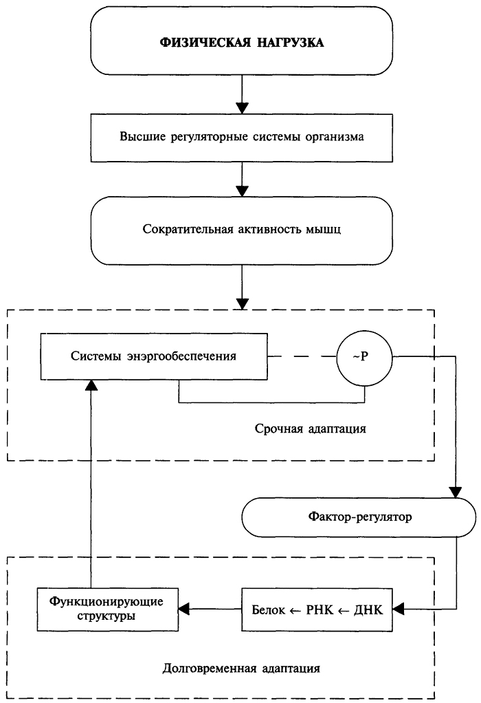Адаптация организма к мышечной деятельности. Срочная и долговременная адаптация - student2.ru