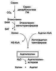 Адениновые нуклеотиды и креатинфосфат - student2.ru