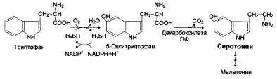 Адениновые нуклеотиды и креатинфосфат - student2.ru