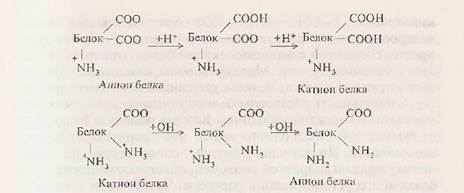 Амфотерные свойства белков - student2.ru