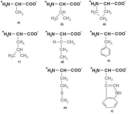 аминокислотный состав белка. классификация и свойства аминокислот. качественные реакции на белки и аминокислоты - student2.ru