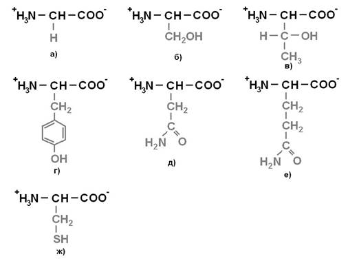 аминокислотный состав белка. классификация и свойства аминокислот. качественные реакции на белки и аминокислоты - student2.ru