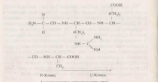 Аминокислотный состав белков - student2.ru