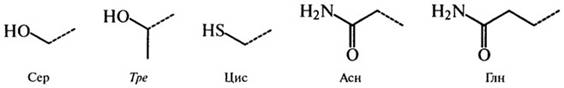 аминокислоты и их некоторые функции в организме - student2.ru