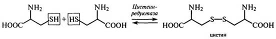 аминокислоты и их некоторые функции в организме - student2.ru