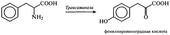аминокислоты и их некоторые функции в организме - student2.ru
