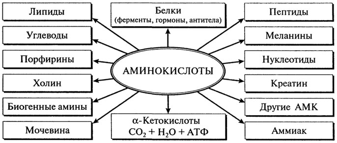 аминокислоты и их некоторые функции в организме - student2.ru