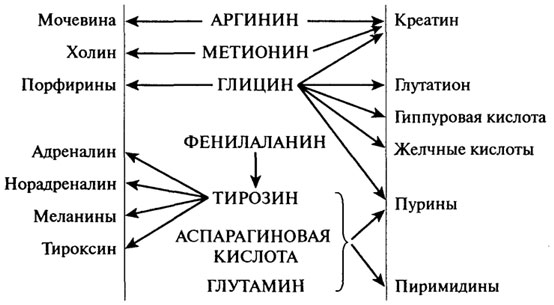 аминокислоты и их некоторые функции в организме - student2.ru