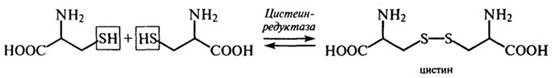 аминокислоты и их некоторые функции в организме - student2.ru