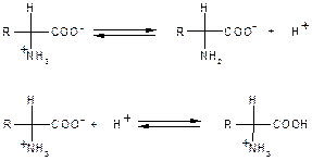 Аминокислоты с отрицательно заряженными R-группами - student2.ru
