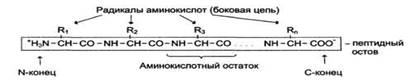 Аминокислоты,входящие в состав белков,их строение и свойства. Пептидная связь. Первичная структура белков. Зависимость биологических свойств от первичной структкры. - student2.ru