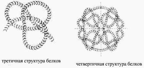 Аминокислоты – это органические соединения, которые содержат две функциональные группы: аминогруппу – NH2 и карбоксильную группу – COOH, связанные с углеводородным радикалом. - student2.ru