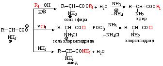 Аминокислоты – это органические соединения, которые содержат две функциональные группы: аминогруппу – NH2 и карбоксильную группу – COOH, связанные с углеводородным радикалом. - student2.ru