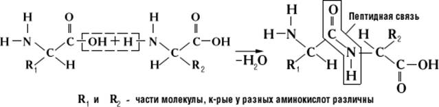 Анализ аминокислотной последовательности в пептидах - student2.ru