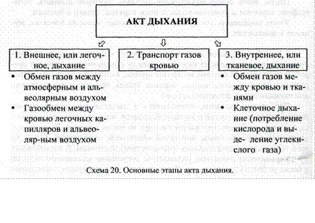 анатомия и физиология органов дыхания - student2.ru