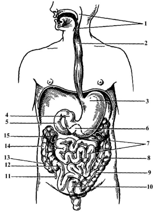 анатомия органов пищеварительной системы - student2.ru