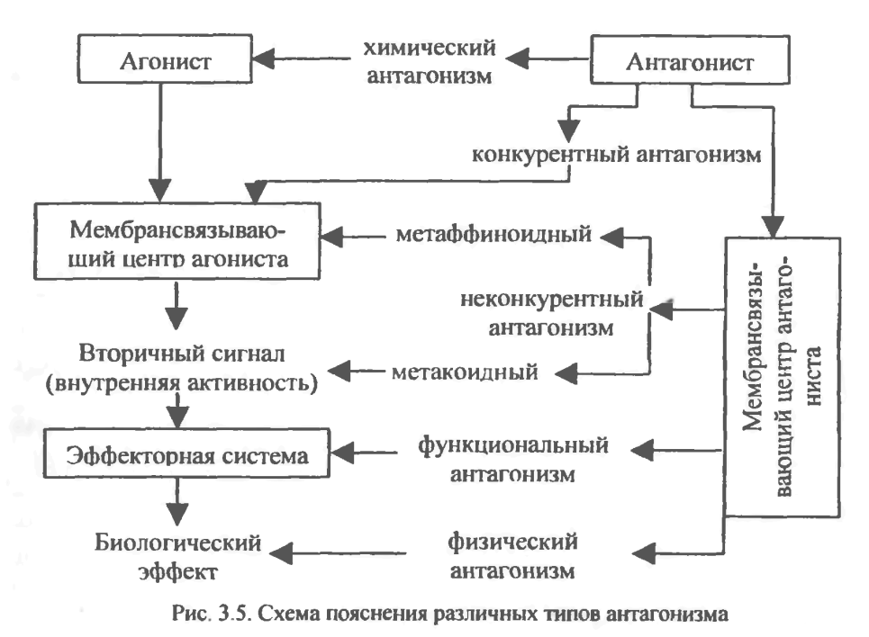 Антагонизм, аддитивность и синергизм биологического действия ксенобиотиков. Примеры синергизма и схема антагонистических взаимодействий. - student2.ru